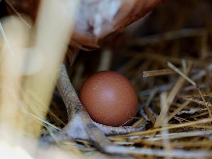 A hen stands next to an egg, Jan. 10, 2023, at a farm in Glenview, Ill.