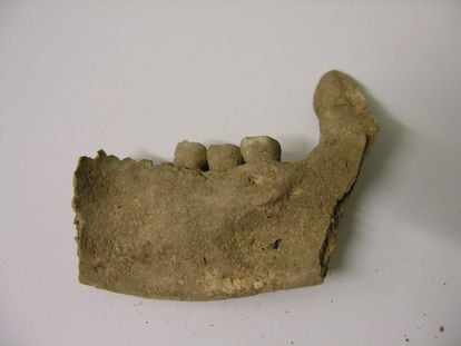 A fragment of the jaw of the man burried in El Sotillo dolmen in Álava.