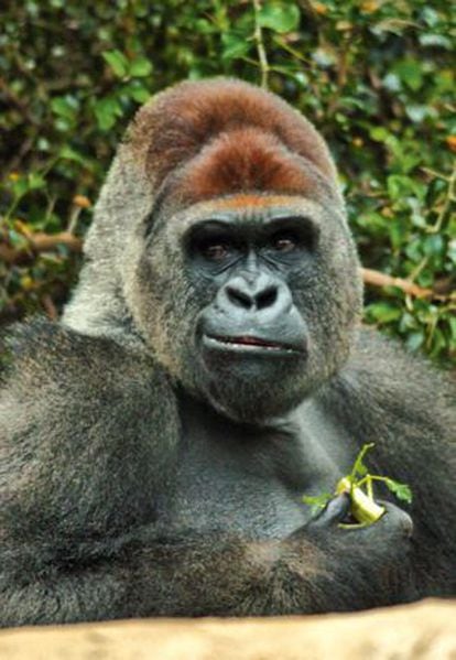 The news about the gorilla incident in Tenerife has been reported around the world.