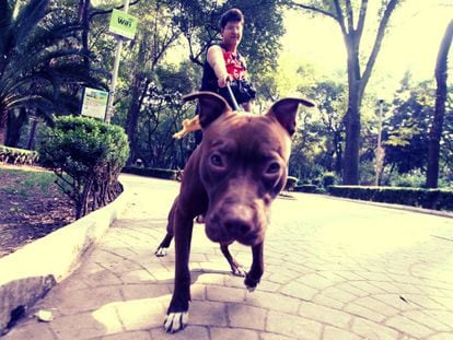 A pet owner walks a dog in Parque México.