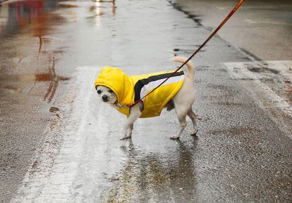 Eleven provinces have received a warning for “rain and intense, generalized and persistent storms” for Friday. In this photo, a dog wears a raincoat in Dénia in Alicante.