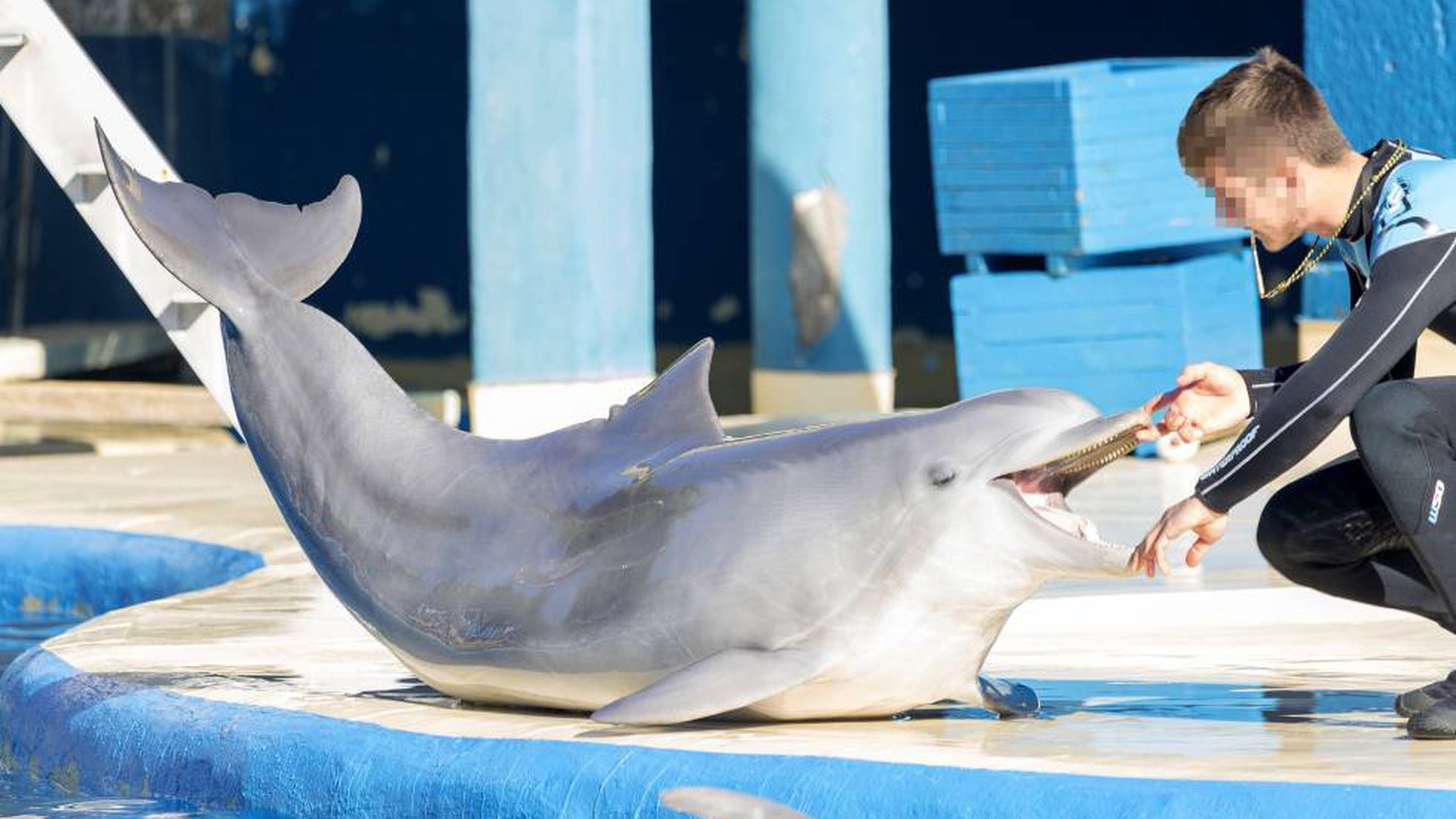 Animal cruelty in Spain: Complaint claims abusive conditions for dolphins  at Madrid Zoo | Spain | EL PAÍS English Edition