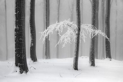 A frozen forest in Germany.