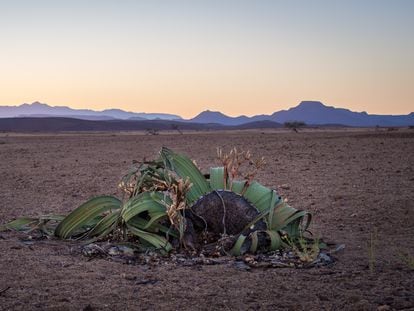 A welwitschia in the Namib Desert, Namibia.