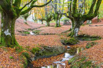 Beech forest of Otzarreta inside Gorbeia natural park (Basque Country).
