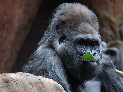 A 51-year-old gorilla at the Toronto Zoo in Canada, in a photo taken on January 6.