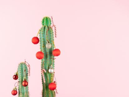 Cacti with Christmas decorations