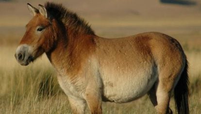 According to researchers, the Iberian cebro resembled a gray version of Przewalski’s horse.