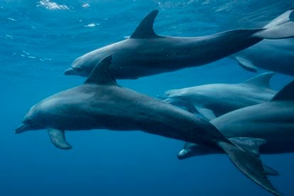 A pod of dolphins swims off the coast of Mayotte.