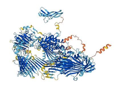 AlphaFold's prediction of the structure of  vitellogenin, an essential protein for all animals that lay eggs.