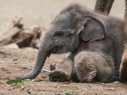 A 28-day-old male Sumatran elephant named 'Kama' stands with his mother at the Bali Zoo in Gianyar, Bali, Indonesia, in December 2023.