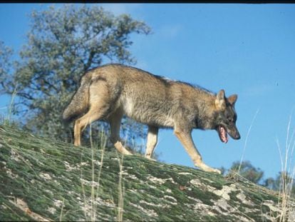 The Iberian wolf, which is reappearing in parts of Spain where it has not been seen for decades.  
