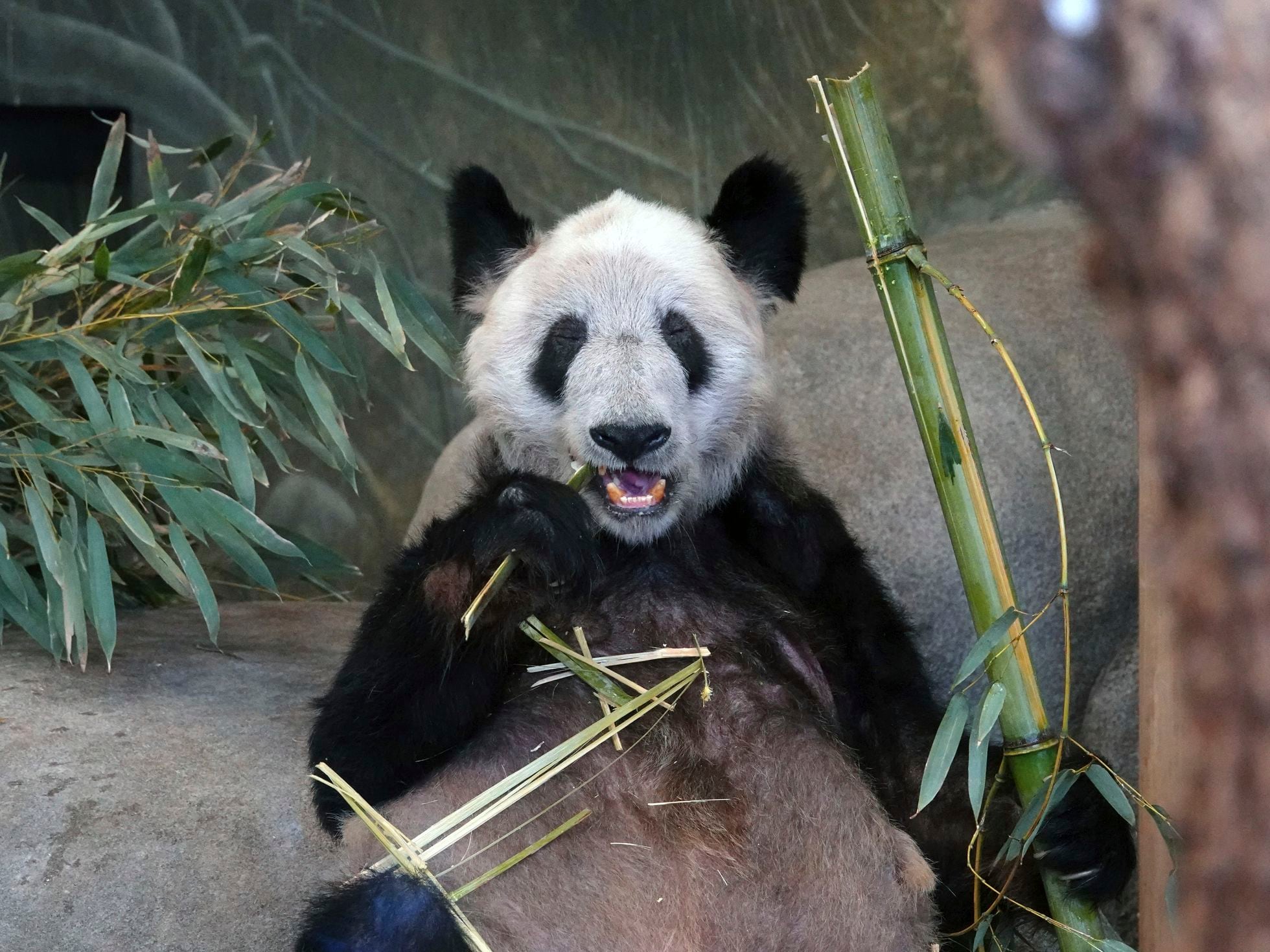 The return of a panda bear highlights battered relations between