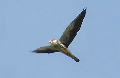 Un Amur Falcon sobrevuela Pusol en Valencia.