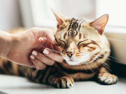 A happy Bengal cat enjoying the warm sun and some affection from its owner.