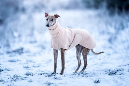 Some breeds get cold more easily than others, so it is a good idea to keep them warm.