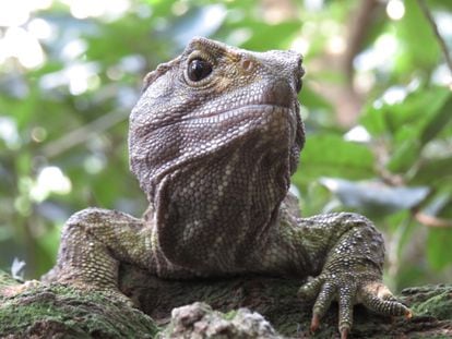 Tuatara, not turtles, are the longest-living reptiles. They live an average of 137 years. Despite resembling iguanas, they belong to a different order of reptiles. 