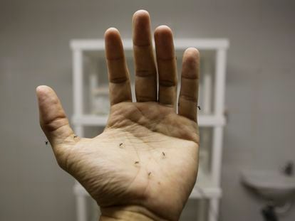 A researcher with several 'Aedes aegypti' mosquitoes on his hand.