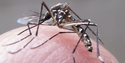 The 'Aedes aegypti' mosquito, which transmits the Zika virus.