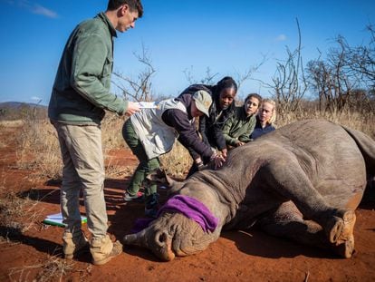 Dehorning of a black rhinoceros in a private game reserve located near the Kruger National Park in Phalabora, South Africa, in 2020.