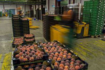 Peaches at the Fruits de Ponent cooperative, in Alcarràs (Lleida), where the effects of the Russian ban are also being felt.