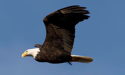 A bald eagle flies over the Harrison River near Harrison Mills, British Columbia, Wednesday, Nov. 21, 2013.