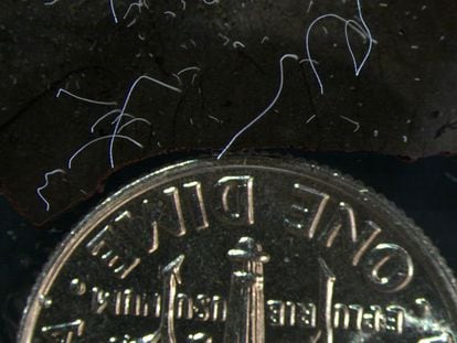 Specimens of the bacterium ‘Thiomargarita magnifica,’ next to a 10-cent coin.
