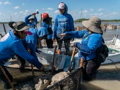 'Las chelemeras' work at planting mangroves in Progreso, Yucatán, on February 8, 2023.