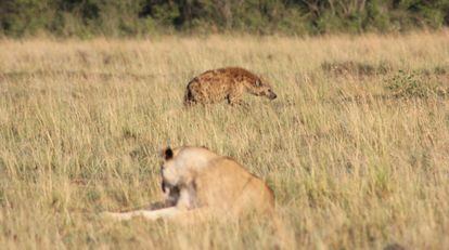 Hyenas infected by 'T. gondii' tend to get closer to lions, their great enemy. 