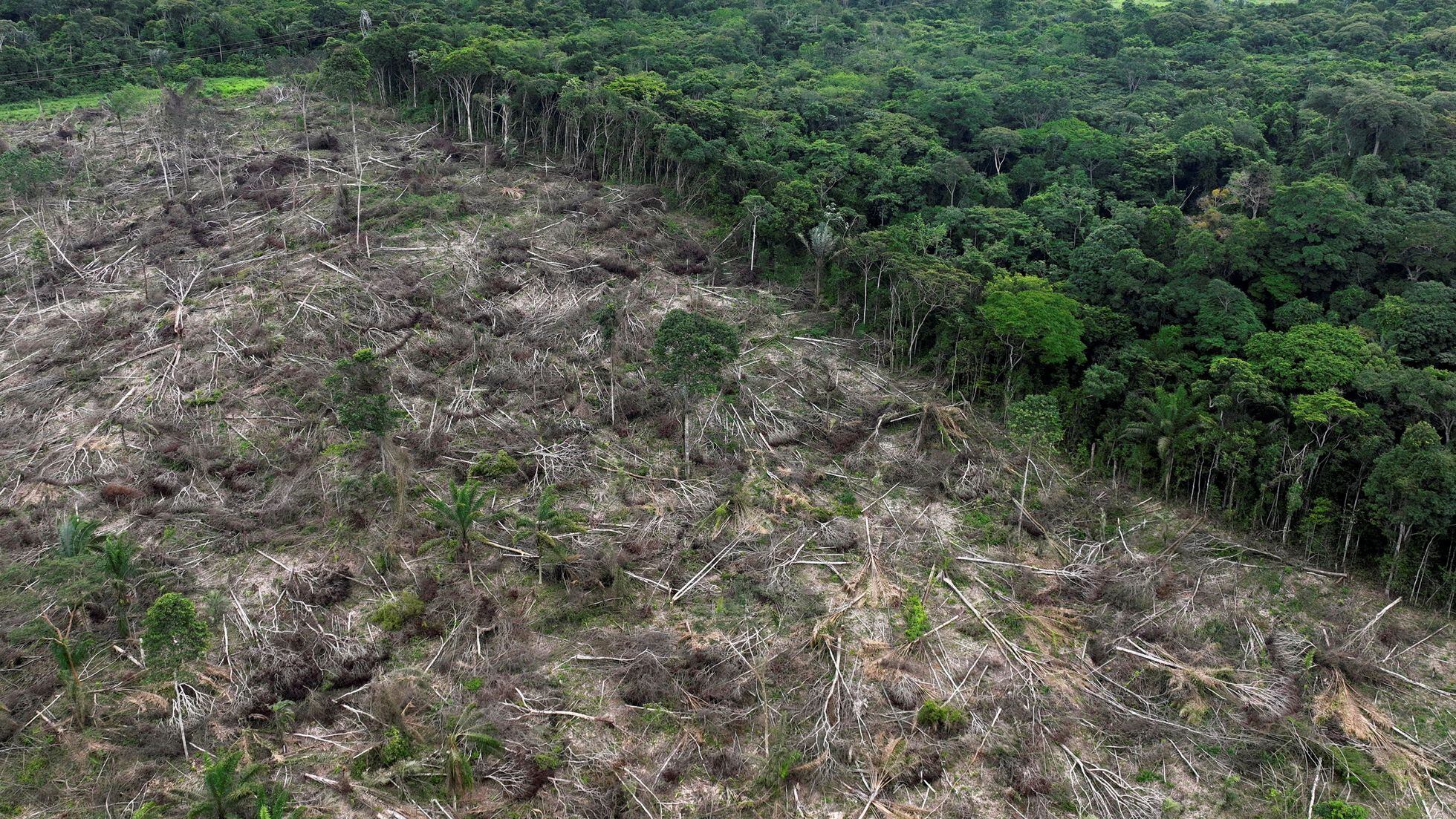 deforestation falls 22% in first annual figures since Lula's return  to power, Climate