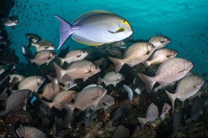 The expanded reserve aims to grant greater protection to the marine life in Coiba. 