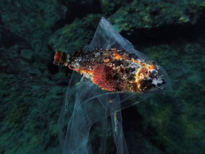 Thirty percent of plastic waste ends up in rivers and the sea. Plastic bags can become death traps for some species.