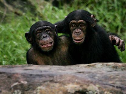 Two young chimpanzees play in their enclosure at Taronga Zoo.