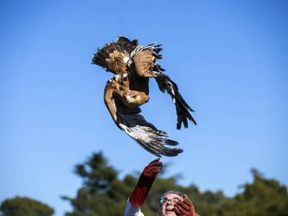 Madrid environment chief Carlos izquierdo releases an imperial eagle in Galapagar.