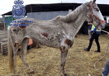 One of the sick and starving horses found on the property.