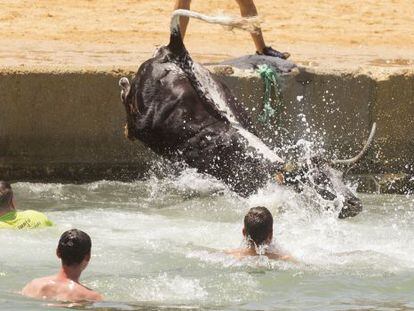 A bull ends up in the sea during Dénia's local summer festivities.