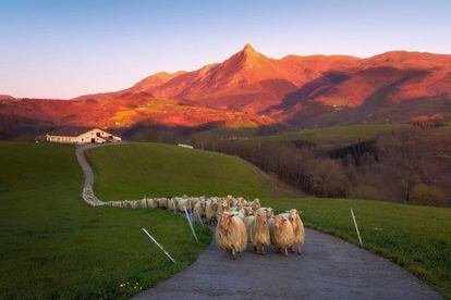 Sheep against the backdrop of Mount Txindoki in the Basque Country.