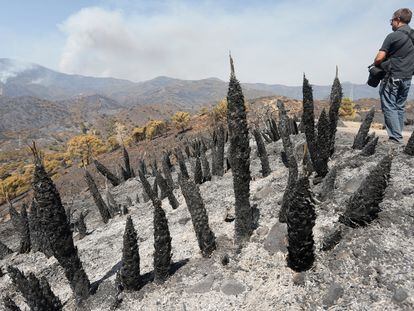 A razed area of Sierra Bermeja following the blaze.