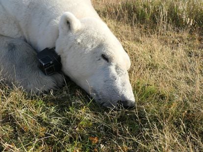 One of the polar bears researched in the study, with a camera around its neck, in the Hudson Bay region.