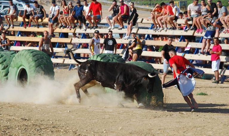 A young bull released into the ring in El Pinós in Alicante.