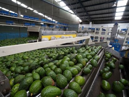 The production of avocados in the Mexican state of Michoacán grew 3% in 2021, despite the climate problems and deforestation caused.