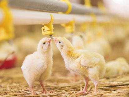 An image of some chicks on a farm.