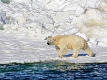 In this June 15, 2014, file photo released by the U.S. Geological Survey, a polar bear dries off after taking a swim in the Chukchi Sea in Alaska.
