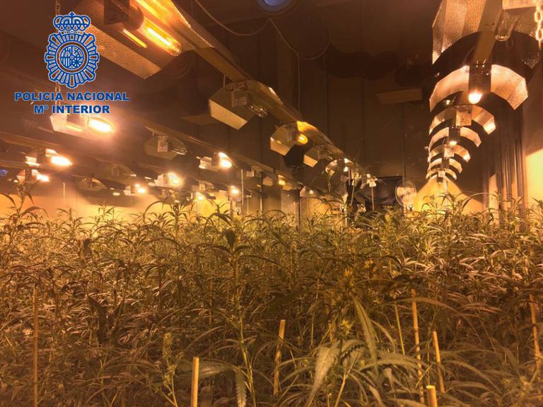 Image of a marijuana plantation run by a Chinese mafia group.