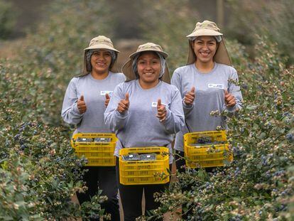 Workers at Fundo Don Pepe, a blueberry plantation in Huacho, located in Lima province, in Peru.