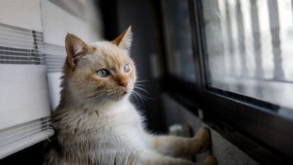 A pet cat looks out of a window of a home in Madrid.