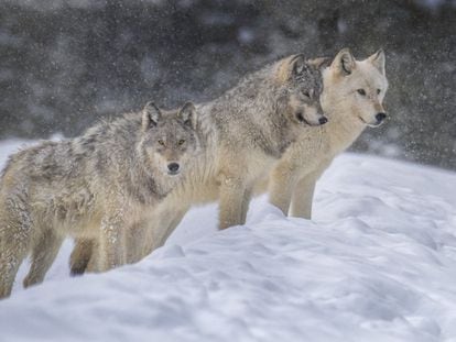 Gray wolves in Yellowstone, in an image taken this year.