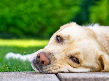 Certain dog breeds are more predisposed to having certain allergies. Golden Retrievers, Labradors, German Shepherds, West Highland White Terriers, Pugs, and Boxers tend to develop more food allergies than other breeds.