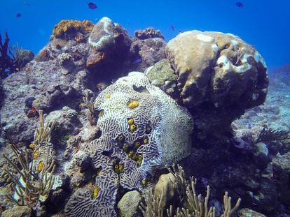 Muchas especies de coral en el Caribe se han visto afectadas por la nueva enfermedad. 
