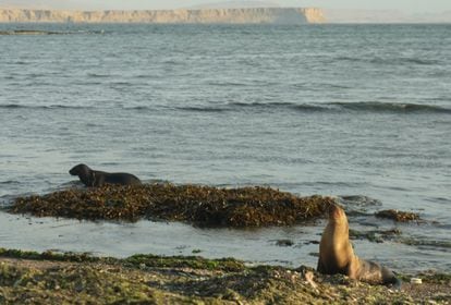 Sea lions in the Paracas National Reserve, in Peru, on January 25.